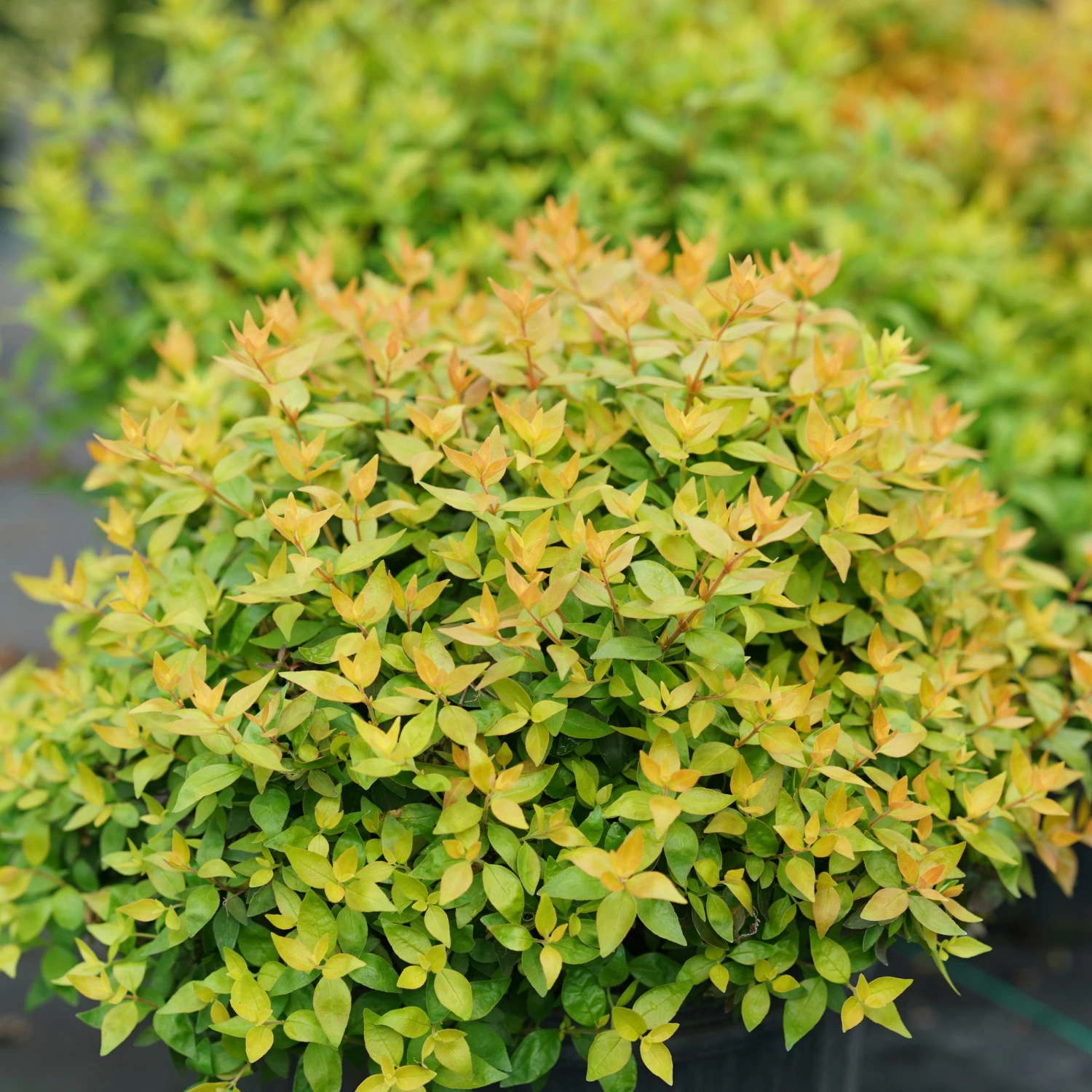 FUNSHINE® Abelia - 4" Pot - Proven Winners 4 FUNSHINE® Abelia - 4" Pot - Proven Winners - Image 2