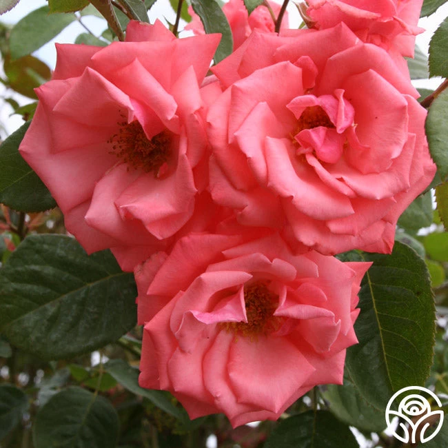 Agatha Christie 4 Agatha Christie - Image 2