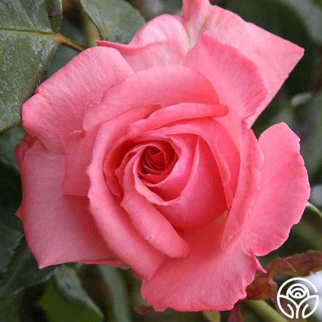 Agatha Christie 3 Agatha Christie