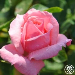 Agatha Christie 11 Agatha Christie -Healthy Plant Shop agatha christie logo 04