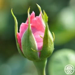 Agatha Christie 10 Agatha Christie -Healthy Plant Shop agatha christie logo 05