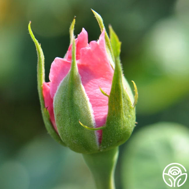 Agatha Christie 6 Agatha Christie - Image 4