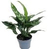 Maria Chinese Evergreen Plant - Aglaonema - Low Light - 6" Pot 1 Maria Chinese Evergreen Plant - Aglaonema - Low Light - 6" Pot -Healthy Plant Shop aglaonemamaria6new 12566.1596661403