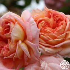 Alchymist -Healthy Plant Shop alchymist logo 04