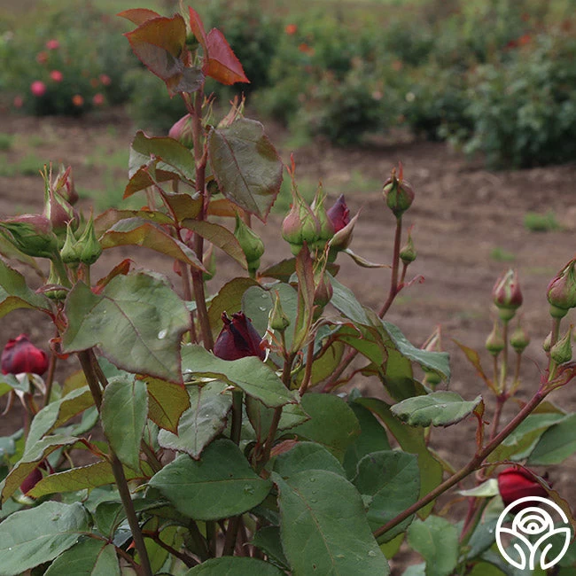 Alec's Red® 14 Alec's Red® - Image 12