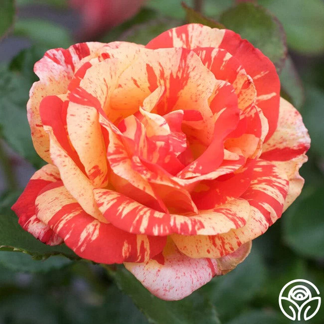 Alfred Sisley 7 Alfred Sisley - Image 5