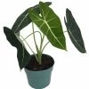 Green Velvet African Mask Plant - Alocasia Frydek - Houseplant - 6" Pot 1 Green Velvet African Mask Plant - Alocasia Frydek - Houseplant - 6" Pot -Healthy Plant Shop alocasiafrydex 56738.1592618431