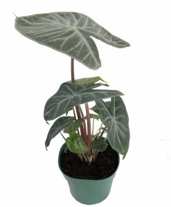 Ivory Coast African Mask Plant - Elephant Ear - Alocasia - Indoors/Out - 4" Pot 7 Ivory Coast African Mask Plant - Elephant Ear - Alocasia - Indoors/Out - 4" Pot -Healthy Plant Shop alocasiaivorycoast1 34224.1652983551