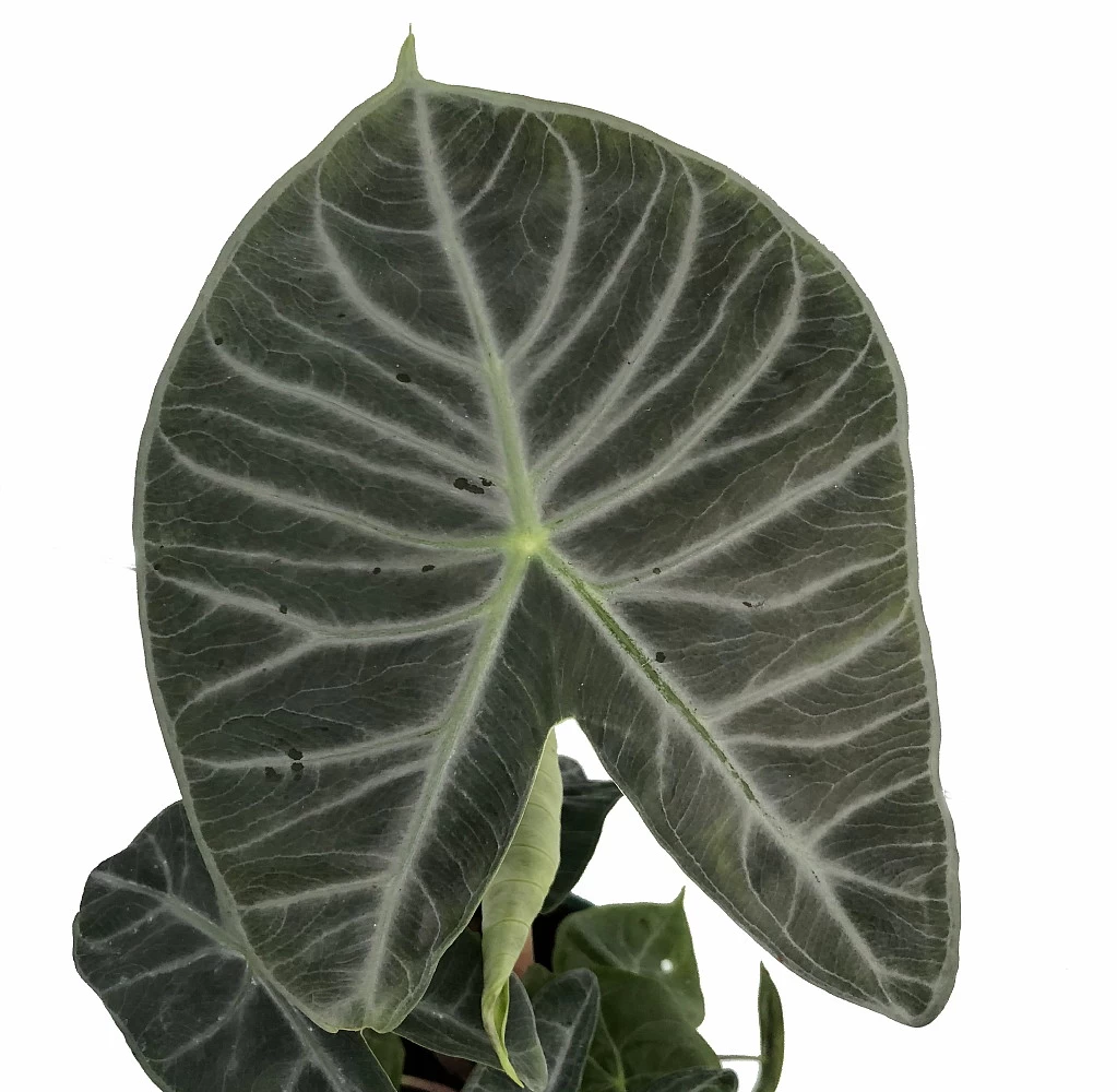 Ivory Coast African Mask Plant - Elephant Ear - Alocasia - Indoors/Out - 4" Pot 4 Ivory Coast African Mask Plant - Elephant Ear - Alocasia - Indoors/Out - 4" Pot - Image 2