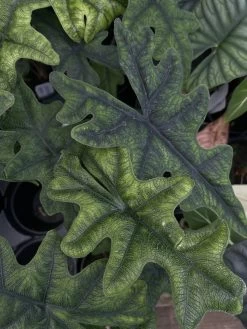 Jacklyn Alocasia Tandurusa - 4" Pot - Collector's Series -Healthy Plant Shop alojacklyn2 35535.1661363252
