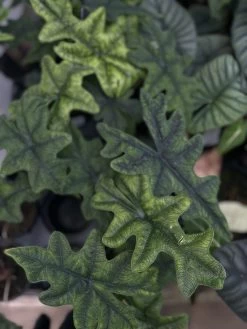 Jacklyn Alocasia Tandurusa - 4" Pot - Collector's Series -Healthy Plant Shop alojacklyn3 77884.1661363252