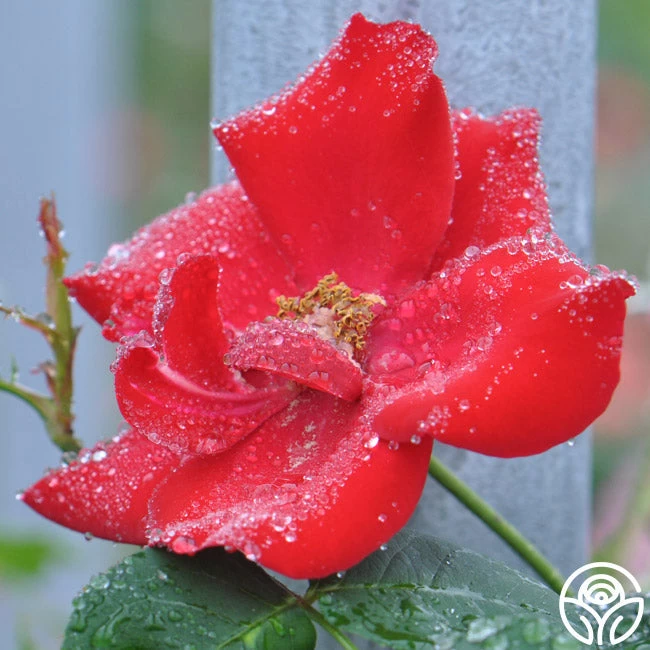 Altissimo® 7 Altissimo® - Image 5