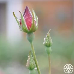 Altissimo® 15 Altissimo® -Healthy Plant Shop altissimo logo 03