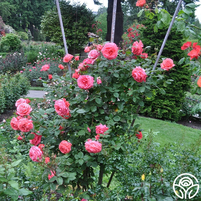 America™ 11 America™ - Image 9