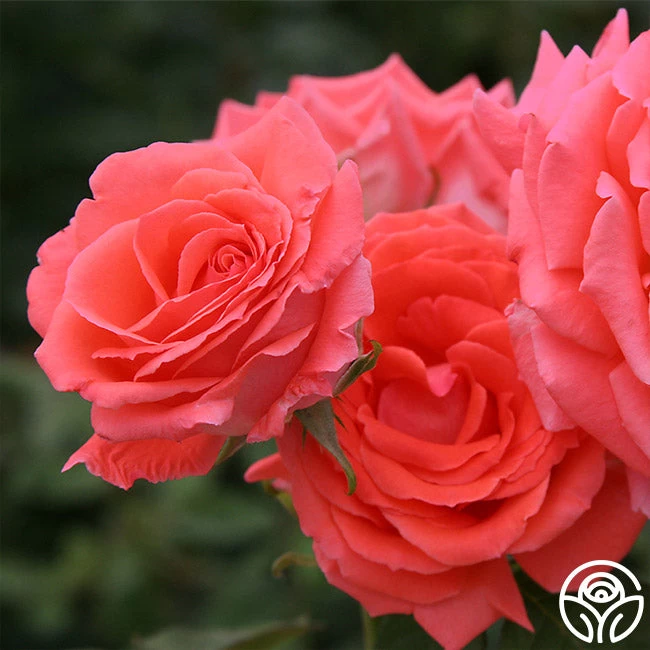 America™ 7 America™ - Image 5