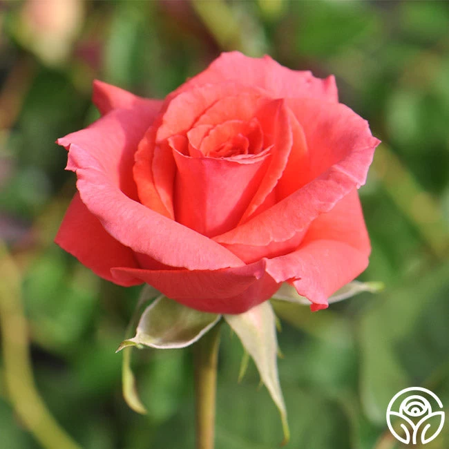 America™ 10 America™ - Image 8