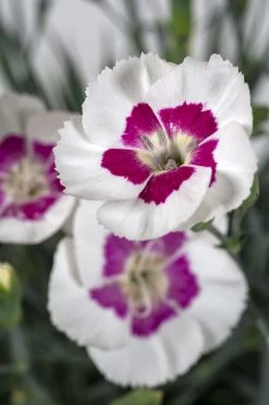 American Pie® Berry À La Mode Dianthus - Garden Pinks - Fragrant - Quart Pot