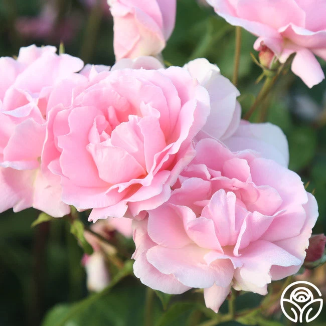 Amiga Mia 6 Amiga Mia - Image 4