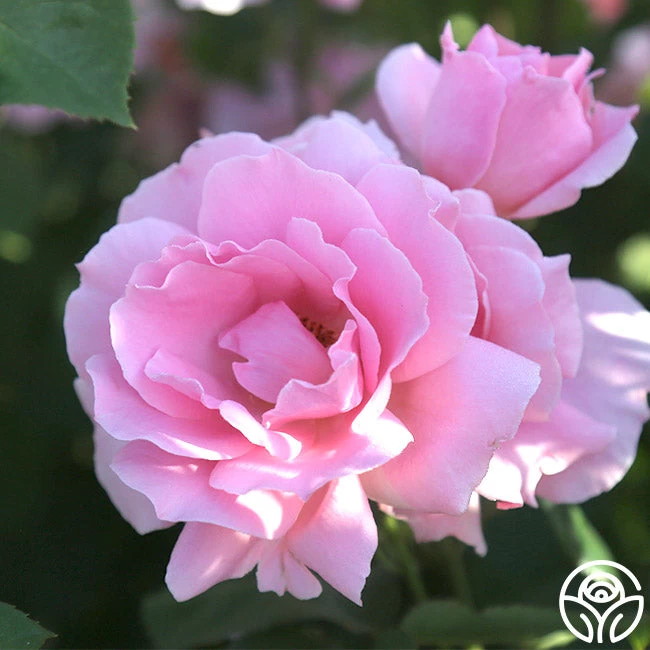 Amiga Mia 5 Amiga Mia - Image 3