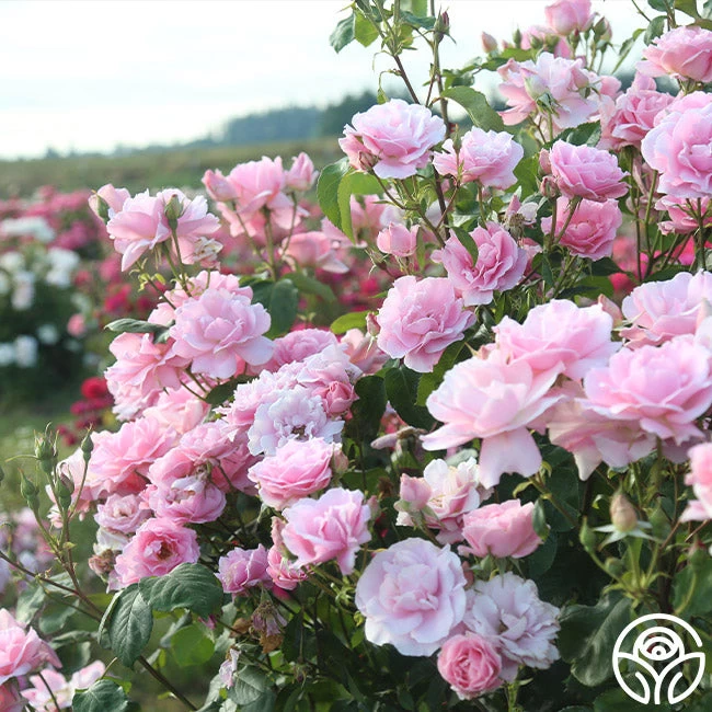 Amiga Mia 4 Amiga Mia - Image 2