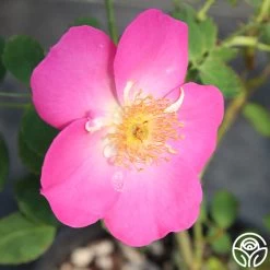 Angelina 11 Angelina -Healthy Plant Shop angelina 12