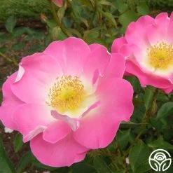 Angelina 14 Angelina -Healthy Plant Shop angelina 15