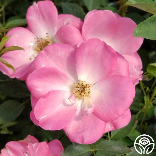 Angelina 9 Angelina - Image 7