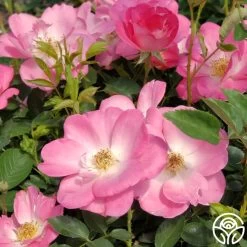 Angelina 13 Angelina -Healthy Plant Shop angelina 3 1