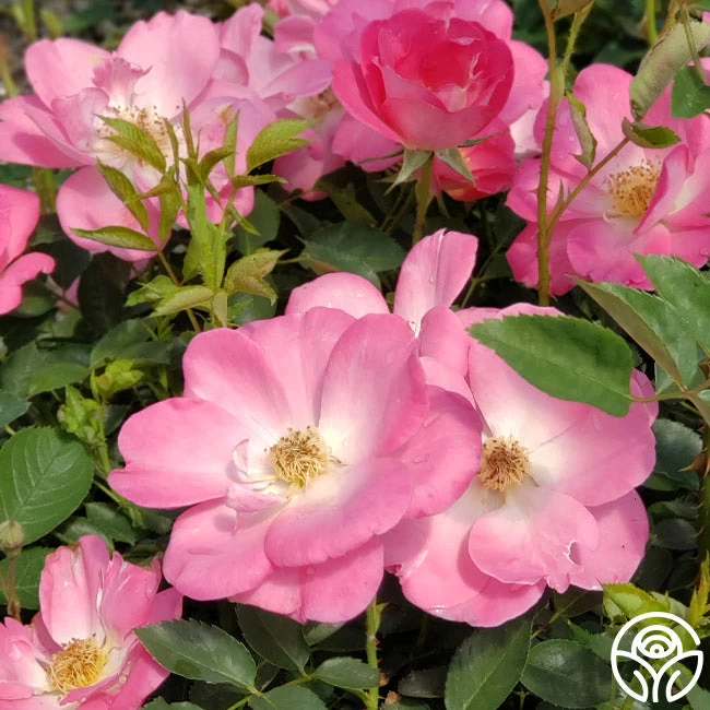 Angelina 7 Angelina - Image 5