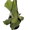 Angola Staghorn Fern - Platycerium Elephantotis - 4.5" Black Hanging Basket