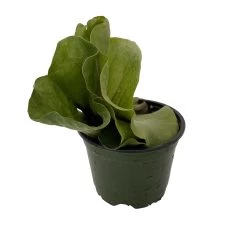 Angola Staghorn Fern - Platycerium Elephantotis - 4" Pot - Collector's Series 9 Angola Staghorn Fern - Platycerium Elephantotis - 4" Pot - Collector's Series -Healthy Plant Shop angolastag4in 87821.1690932462
