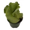 Angola Staghorn Fern - Platycerium Elephantotis - 4" Pot - Collector's Series 1 Angola Staghorn Fern - Platycerium Elephantotis - 4" Pot - Collector's Series -Healthy Plant Shop angolastaghorn4in 85959.1690932462