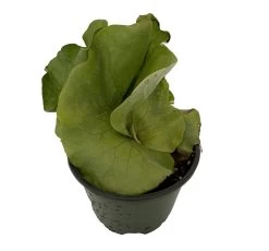 Angola Staghorn Fern - Platycerium Elephantotis - 4" Pot - Collector's Series