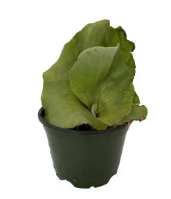 Angola Staghorn Fern - Platycerium Elephantotis - 4" Pot - Collector's Series 10 Angola Staghorn Fern - Platycerium Elephantotis - 4" Pot - Collector's Series -Healthy Plant Shop angstag4 38357.1690932463