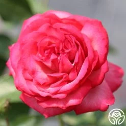 Antique 21 Antique -Healthy Plant Shop antique 45