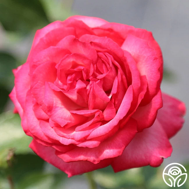 Antique 11 Antique - Image 9