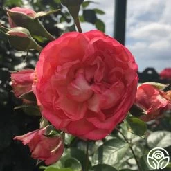 Antique 20 Antique -Healthy Plant Shop antique 5