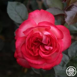 Antique 17 Antique -Healthy Plant Shop antique 7