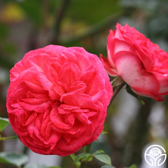 Antique 5 Antique - Image 3