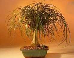 Guatemalan Red Ponytail Palm - Stump - Beaucarnea - 4" Pot - Collector's Series -Healthy Plant Shop api09xmzi 42230.1592325588