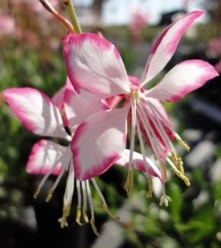 Rosy Jane Whirling Butterflies Perennial - Gaura - Live Plant - Quart Pot -Healthy Plant Shop api0jwxme 25258.1592323456