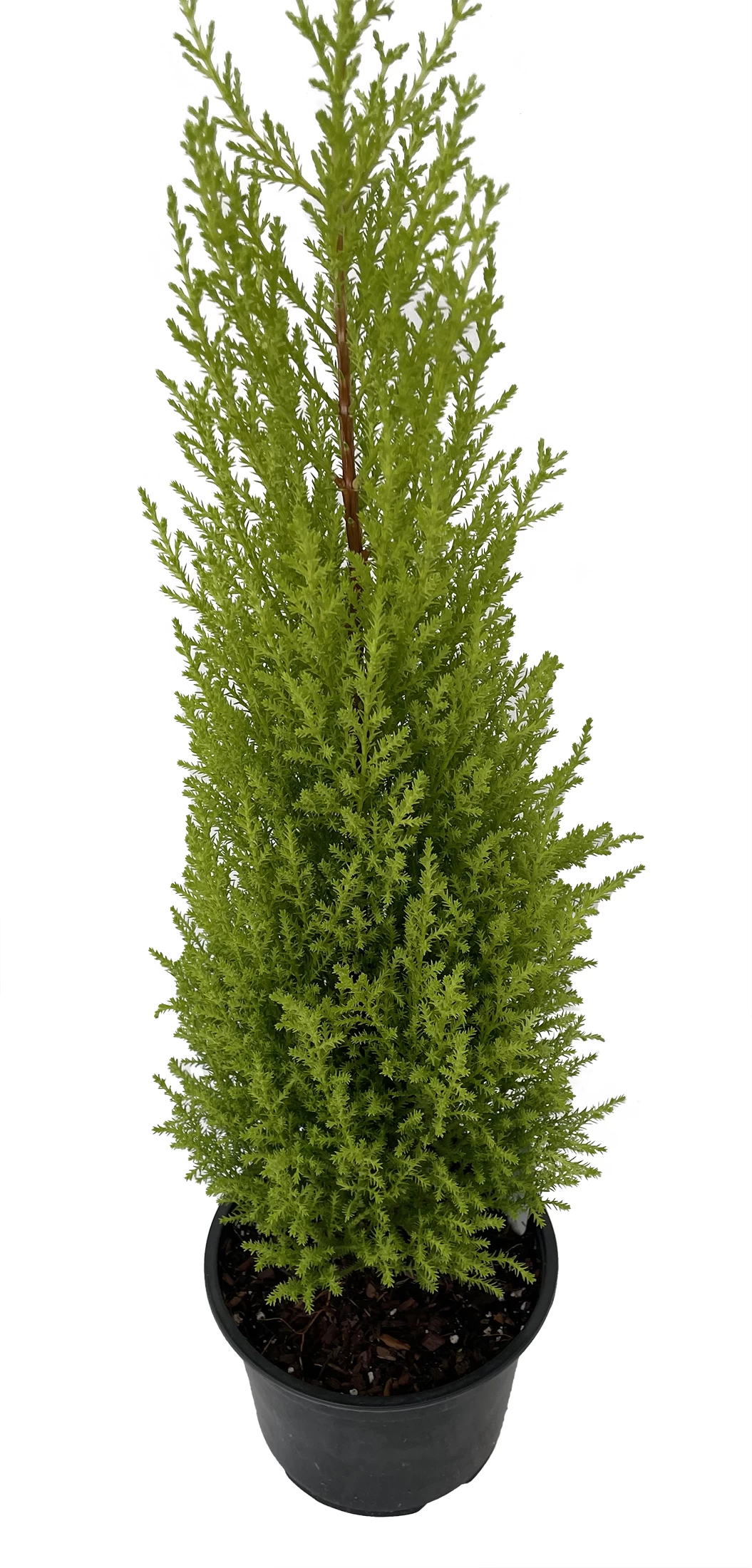 Lemon Scented Goldcrest Cypress Tree - Indoors/Out - 6" Pot 4 Lemon Scented Goldcrest Cypress Tree - Indoors/Out - 6" Pot - Image 2