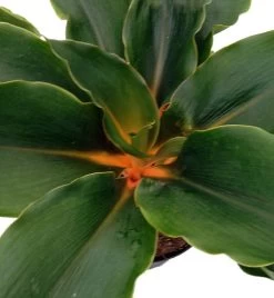 Orange Mandarin Spider Plant - Chlorophytum - Easy To Grow - 6" Pot 7 Orange Mandarin Spider Plant - Chlorophytum - Easy To Grow - 6" Pot -Healthy Plant Shop api1kgsy1 93927.1592330589