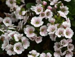 Babies Breath Mouse Ear - Gypsophila Cerastioides - Quart Pot -Healthy Plant Shop api1mvtdb 28593.1592334538
