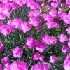 Fire Witch Dianthus Perennial - Spicy Fragrance! - Quart Pot 2 Fire Witch Dianthus Perennial - Spicy Fragrance! - Quart Pot -Healthy Plant Shop api1x7jsz 52506.1619271171