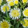 Delosperma WOW (Wheels Of Wonder) Limoncello Ice Plant - Live Plant - Quart Pot 2 Delosperma WOW (Wheels Of Wonder) Limoncello Ice Plant - Live Plant - Quart Pot -Healthy Plant Shop api2b2lus 65124.1592328375