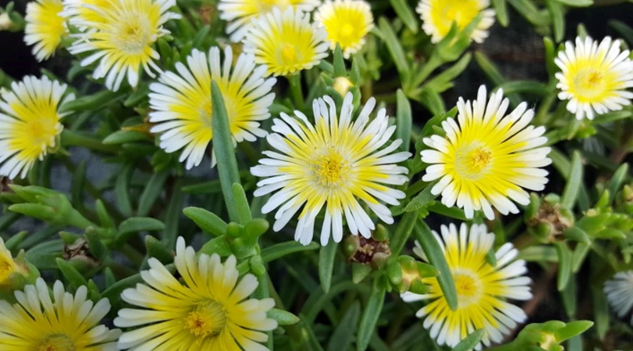 Delosperma WOW (Wheels Of Wonder) Limoncello Ice Plant - Live Plant - Quart Pot 3 Delosperma WOW (Wheels Of Wonder) Limoncello Ice Plant - Live Plant - Quart Pot