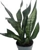 Snake Plant, Mother-In-Law's Tongue - Sansevieria - 6" Pot -Healthy Plant Shop api2eoivy 88586.1592318092
