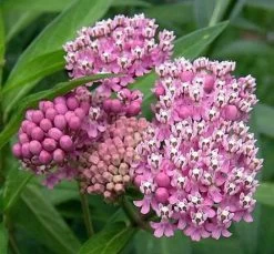 Soulmate Butterfly Weed- Asclepias - Vanilla Fragrance - Live Plant - Gallon Pot 8 Soulmate Butterfly Weed- Asclepias - Vanilla Fragrance - Live Plant - Gallon Pot -Healthy Plant Shop api2h6ovv 53515.1592324695