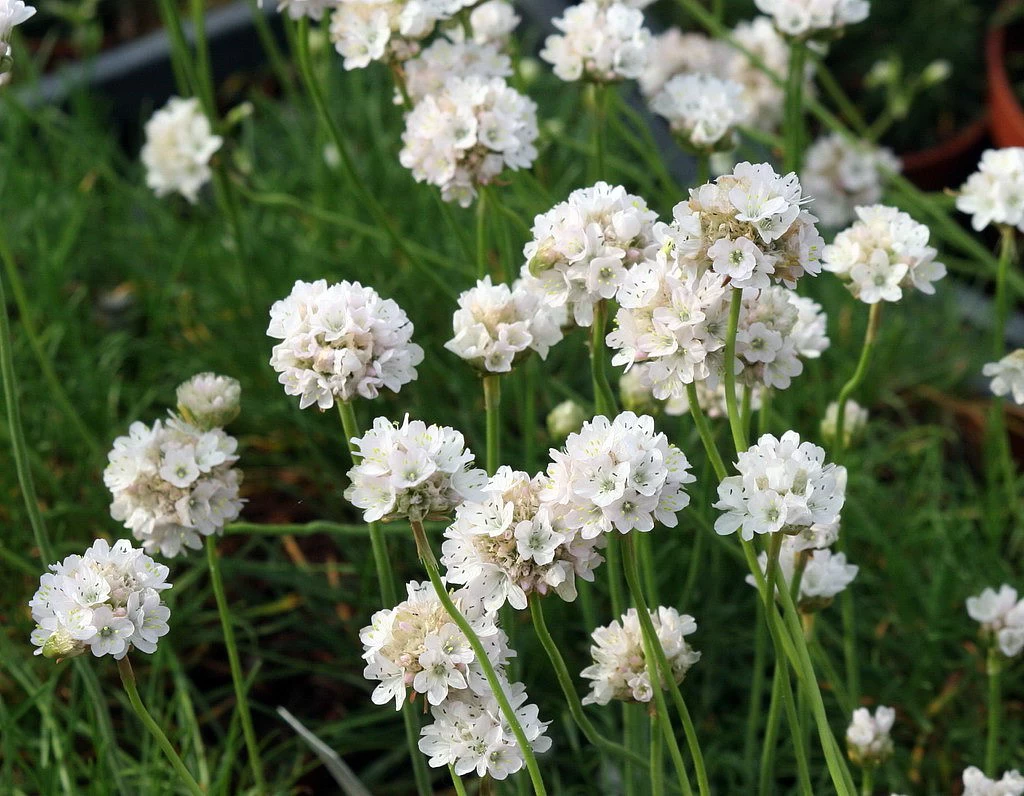 White Sea Thrift Perennial - Armeria Alba - Quart Pot 4 White Sea Thrift Perennial - Armeria Alba - Quart Pot - Image 2
